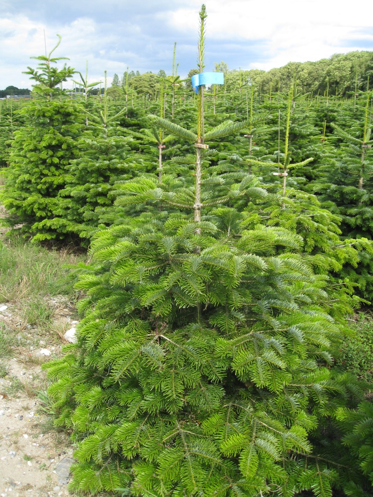 Пихта нордманская Стандарт срезанная